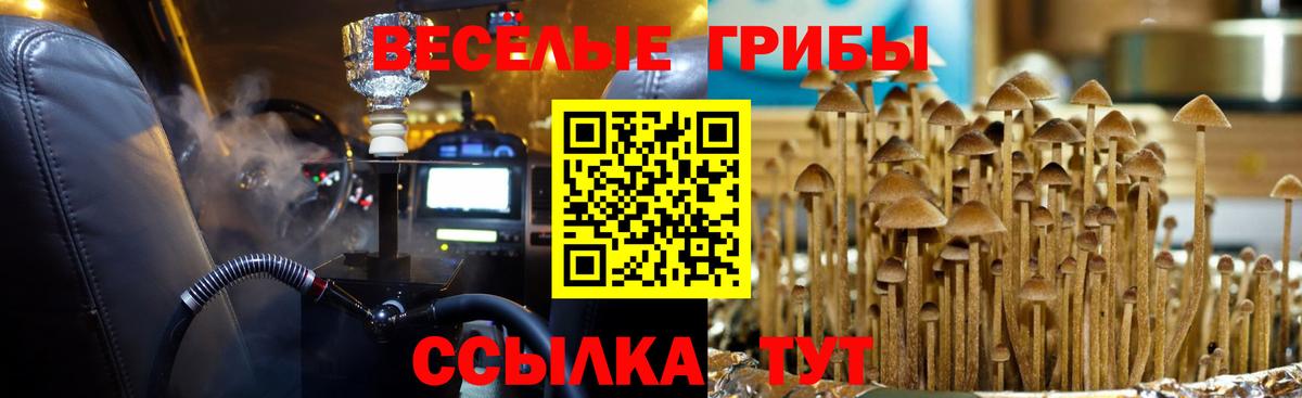 Пенза  Галлюциногенные грибы Psilocybine cubensis  Вход с VPN 